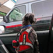 Poppy Monster joined the competition — help win amazing prizes! animal, car_interior, collar, daytime, dog, fur, leash, looking_out, pet, rain, rainy_weather, red_vest, reflection, seat, side_view, support_animal, van, vehicle, wet_glass, window