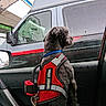 animal, car_interior, collar, daytime, dog, fur, leash, looking_out, pet, rain, rainy_weather, red_vest, reflection, seat, side_view, support_animal, van, vehicle, wet_glass, window