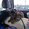 car, casual, companion, cushion, daylight, dog, fur, headrest, indoor, leash, leisure, parking_lot, pet, relaxed, resting, scruffy, seat, transport, vehicle, window