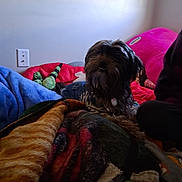 Poppy Monster is registered to the contest to win money with this photo: dog, small_dog, pet, bed, blanket, plush_toy, green_toy, pillow, collar, fur, snout, indoor, bedroom, wall_socket, person_partial, human_leg, cozy, resting, low_light, casual_photo