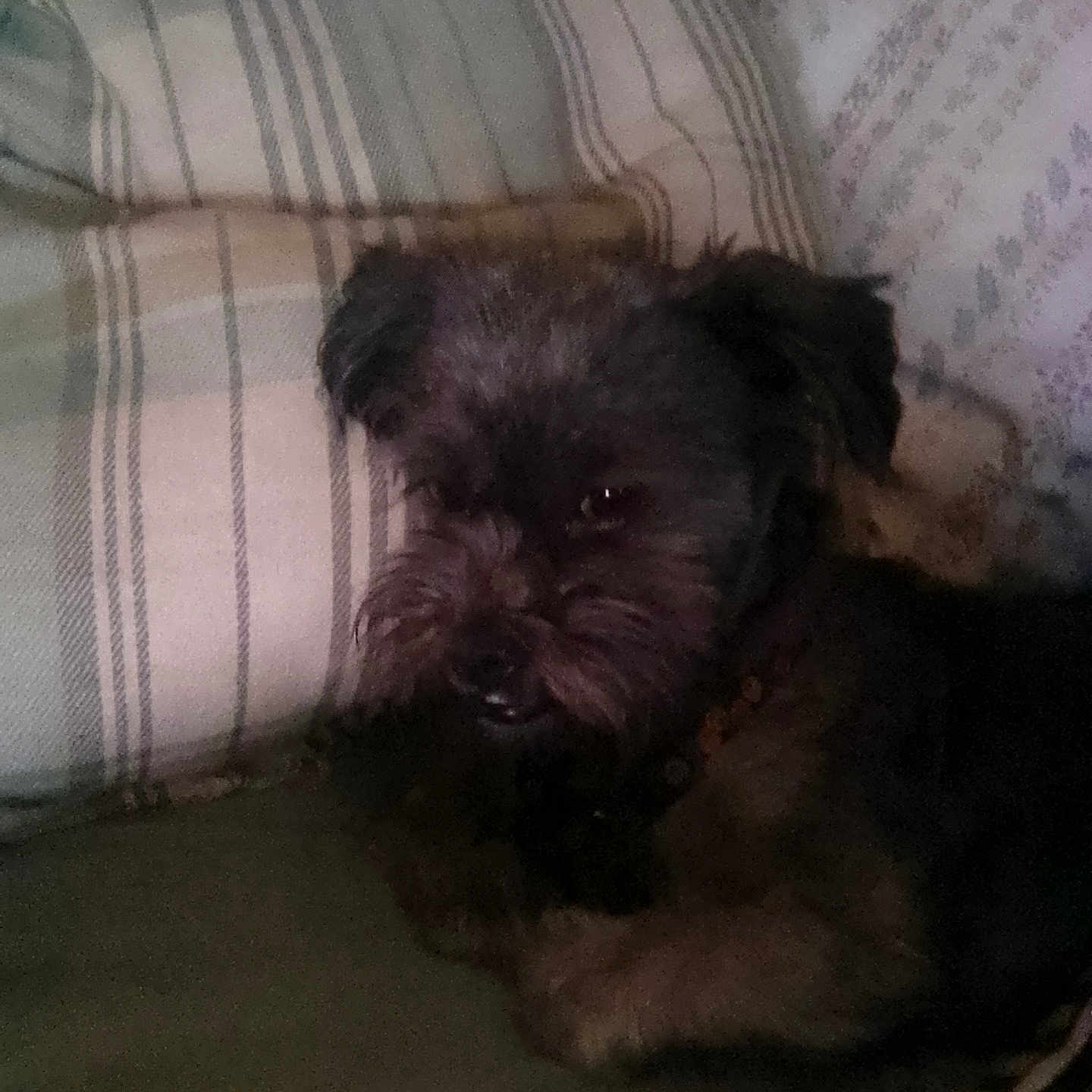 Poppy Monster is registered to the contest to win money with this photo: animal, collar, companion, couch, cozy, cute, dog, domestic, fur, furry, home, indoor, laying, patterned, pet, pillow, relaxed, resting, small_dog, striped