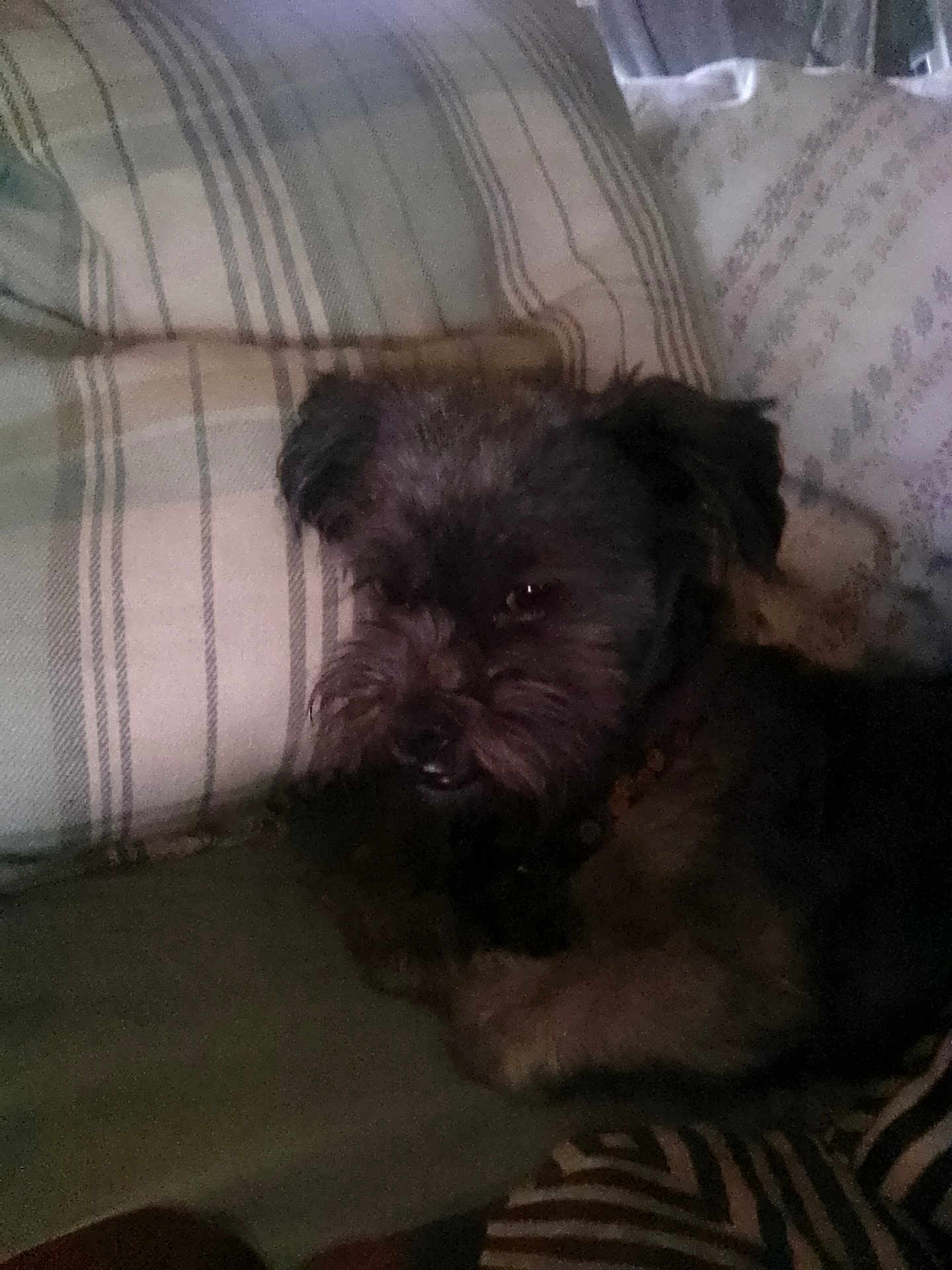 Poppy Monster is registered to the contest to win money with this photo: animal, collar, companion, couch, cozy, cute, dog, domestic, fur, furry, home, indoor, laying, patterned, pet, pillow, relaxed, resting, small_dog, striped