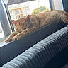 Saviiandindii is registered to the contest to win money with this photo: cat, orange_tabby, sleeping, windowsill, window, blinds, indoor, sunlight, resting, cozy, pet, animal, feline, quiet, relaxation, home, blanket, soft, daylight, peaceful