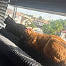 animal, black_cat, blinds, cat, daylight, feline, ginger_cat, house, indoor, neighbor, outdoor_view, pets, radiator, relaxation, resting, shadow, suburban, sunlight, window, windowsill