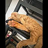 Saviiandindii joined the competition — help win amazing prizes! animal, black_chair, carpet, cat, chair, cute, domestic_cat, feline, fur, ginger_cat, home, indoor, nose, paw, pet, pink_paw_pads, relaxed, resting, sleeping, whiskers