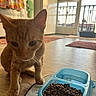 Saviiandindii joined the competition — help win amazing prizes! animal, cat, curious, digital, door, floor, food_bowl, home, indoor, kibble, kitchen, kitten, mat, motion_detected, orange_tabby, pet, phone_notification, screen_capture, sunlight, window