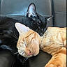 Saviiandindii joined the competition — help win amazing prizes! cat, black_cat, orange_cat, sleeping, napping, cozy, feline, pets, leather_couch, resting, closeup, indoor, cute, adorable, animal, friendship, soft, whiskers, ears, paw