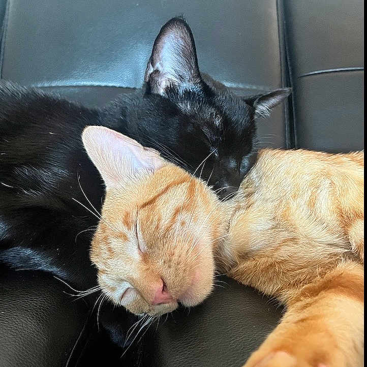 Saviiandindii joined the competition — help win amazing prizes! cat, black_cat, orange_cat, sleeping, napping, cozy, feline, pets, leather_couch, resting, closeup, indoor, cute, adorable, animal, friendship, soft, whiskers, ears, paw