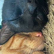 Saviiandindii joined the competition — help win amazing prizes! cat, black_cat, orange_cat, sleeping, cozy, snuggling, fur, whiskers, closeup, face, pet, animal, domestic_cat, relaxing, companion, cute, friendship, resting, indoors, soft