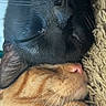 cat, black_cat, orange_cat, sleeping, cozy, snuggling, fur, whiskers, closeup, face, pet, animal, domestic_cat, relaxing, companion, cute, friendship, resting, indoors, soft