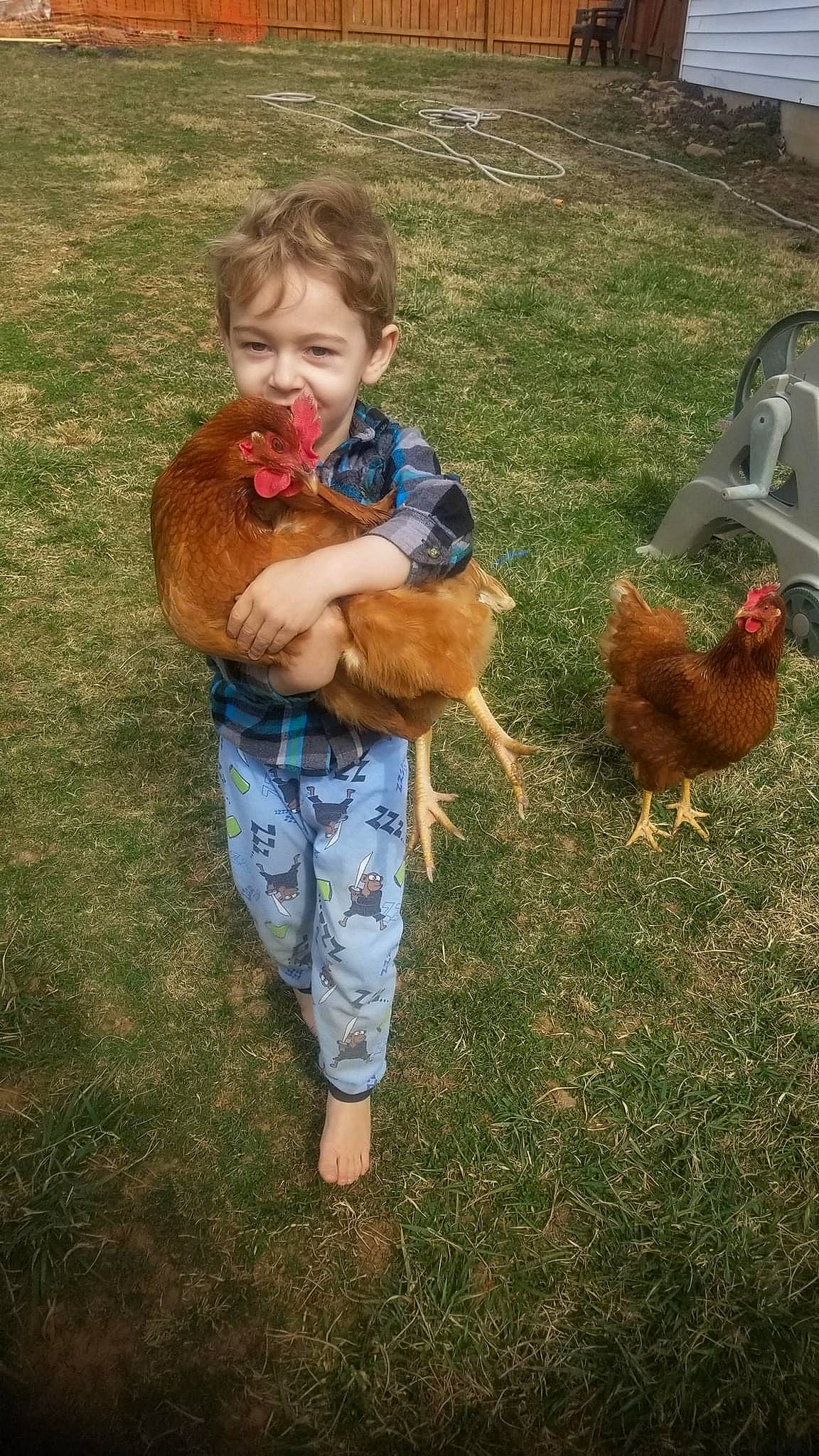 Grey joined the competition — help win amazing prizes! beak, bird, chicken, comb, companion_dog, eye, face, fawn, galliformes, grass, happy, head, human_body, joy, people_in_nature, person, phasianidae, plant, poultry, rooster