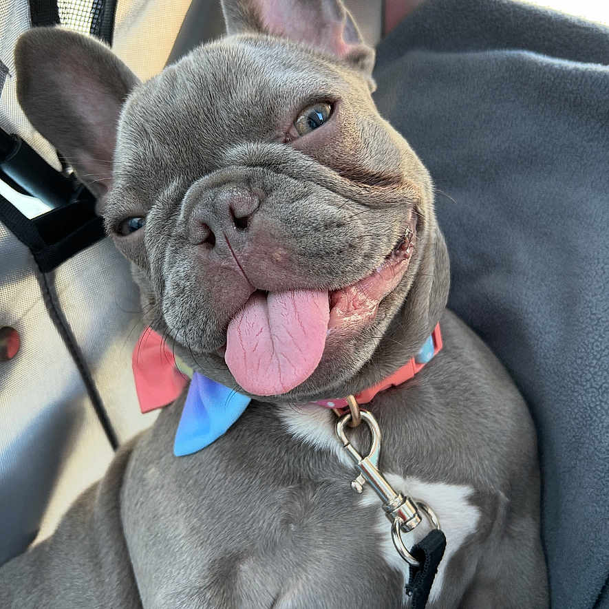 Luna is registered to the contest to win money with this photo: animal, blanket, bowtie, canine, close_up, collar, companion, cute, dog, ears_up, french_bulldog, happy, indoor, leash, pet, portrait, puppy, resting, smiling, tongue_out