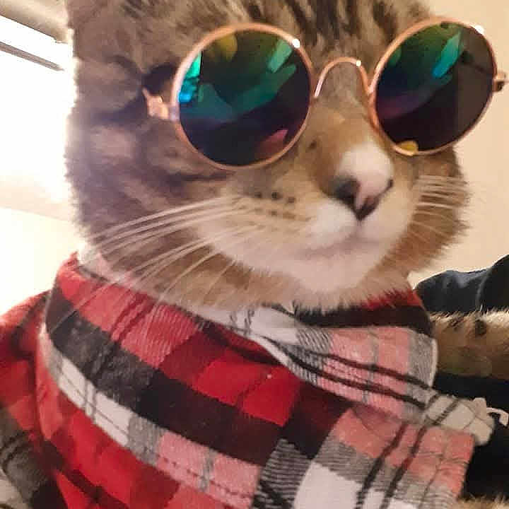 Kiro joined the competition — help win amazing prizes! accessory, animal, cat, closeup, cozy, cute, fashion, feline, head, indoor, nose, pet, plaid, portrait, scarf, striped, sunglasses, tabby, wearing, whiskers