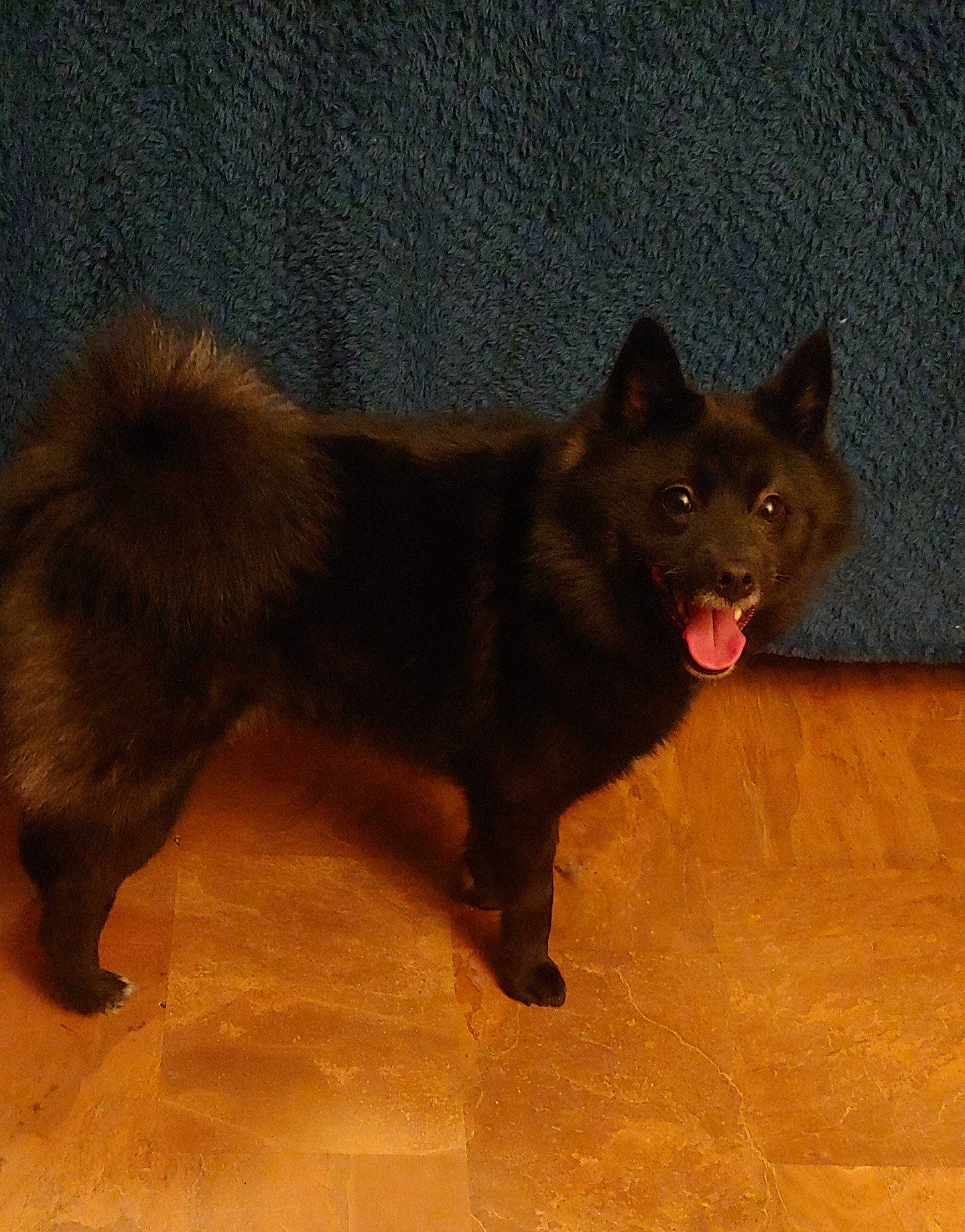 Batman is registered to the contest to win money with this photo: canidae, carnivore, companion_dog, dog, dog_breed, eurasier, fawn, finnish_spitz, german_spitz, german_spitz_mittel, indian_spitz, kai_ken, mammal, non_sporting_group, schipperke, swedish_lapphund, tail, vertebrate