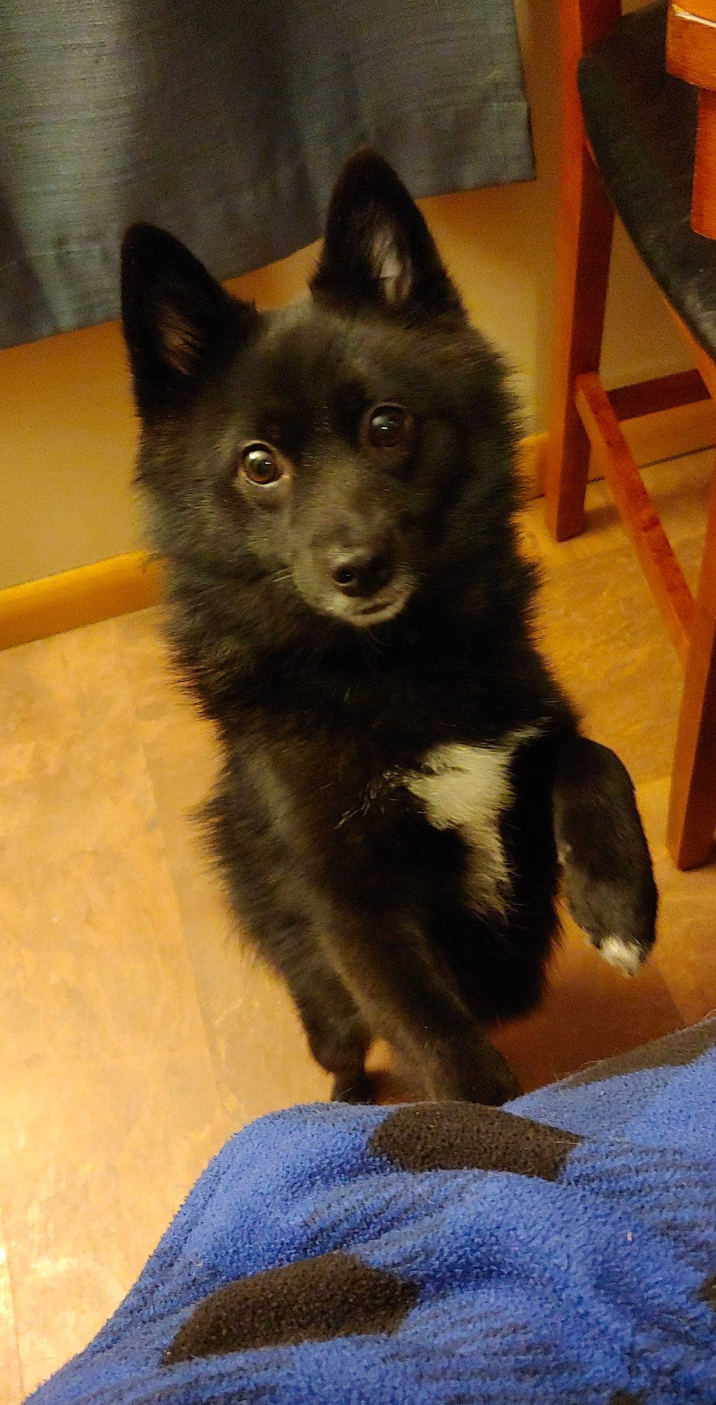 Batman joined the competition — help win amazing prizes! canidae, carnivore, dog, dog_breed, finnish_lapphund, german_spitz_mittel, lapponian_herder, mammal, non_sporting_group, schipperke, swedish_lapphund, vertebrate