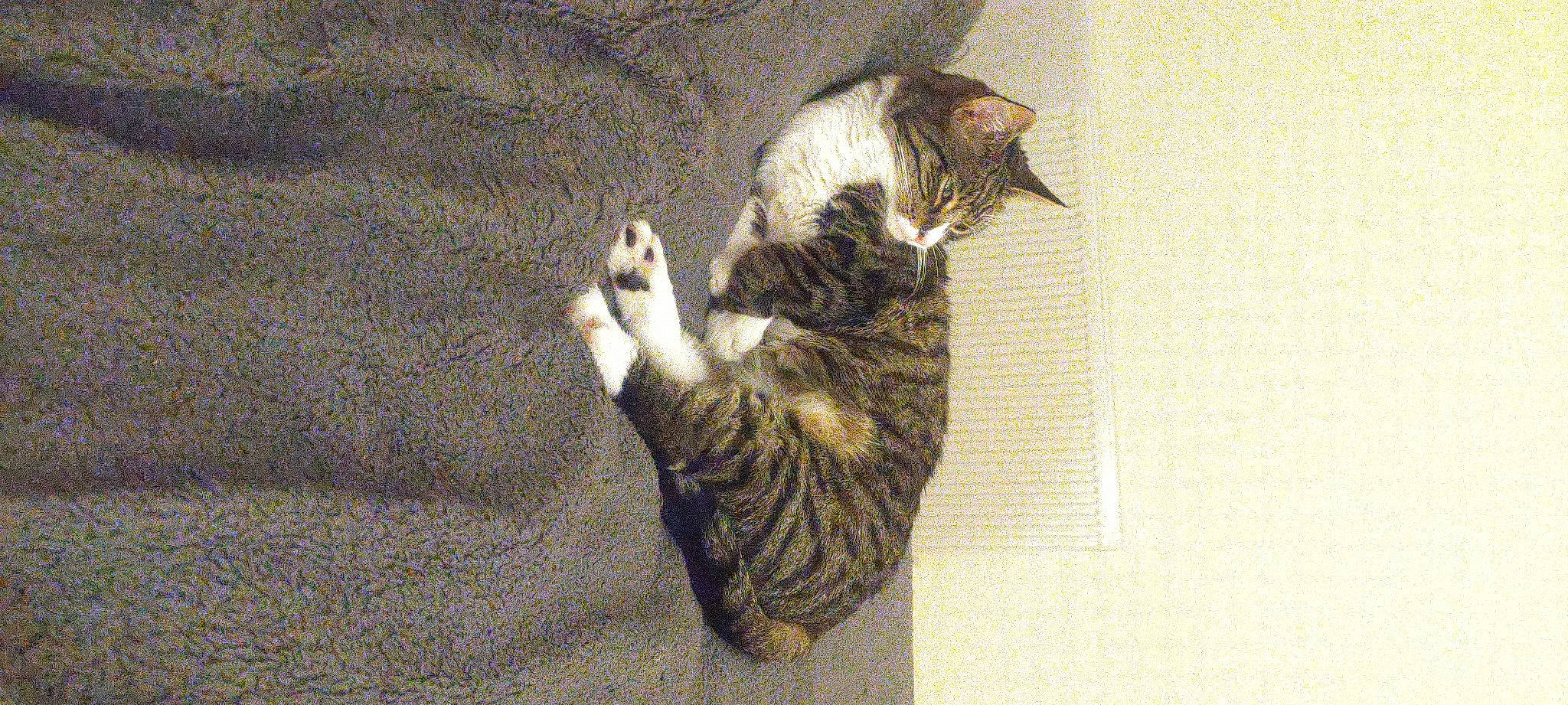 Reggie is registered to the contest to win money with this photo: carnivore, cat, comfort, domestic_short_haired_cat, felidae, foot, fur, grey, paw, small_to_medium_sized_cats, tail, tree, whiskers