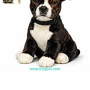 Kane joined the competition — help win amazing prizes! stuffed_animal, toy, dog, black_and_white, collar, sitting, white_background, photography, product_image, website_url, thumbnail, mobile_screen, interface, cute, pet, animal_figure, isolated, front_view, small, plush