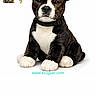stuffed_animal, toy, dog, black_and_white, collar, sitting, white_background, photography, product_image, website_url, thumbnail, mobile_screen, interface, cute, pet, animal_figure, isolated, front_view, small, plush