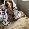 dog, dachshund, blanket, indoor, pet, cozy, brown, fur, collar, bed, comfort, window, curtains, soft, animal, cute, domestic, portrait, resting, companion