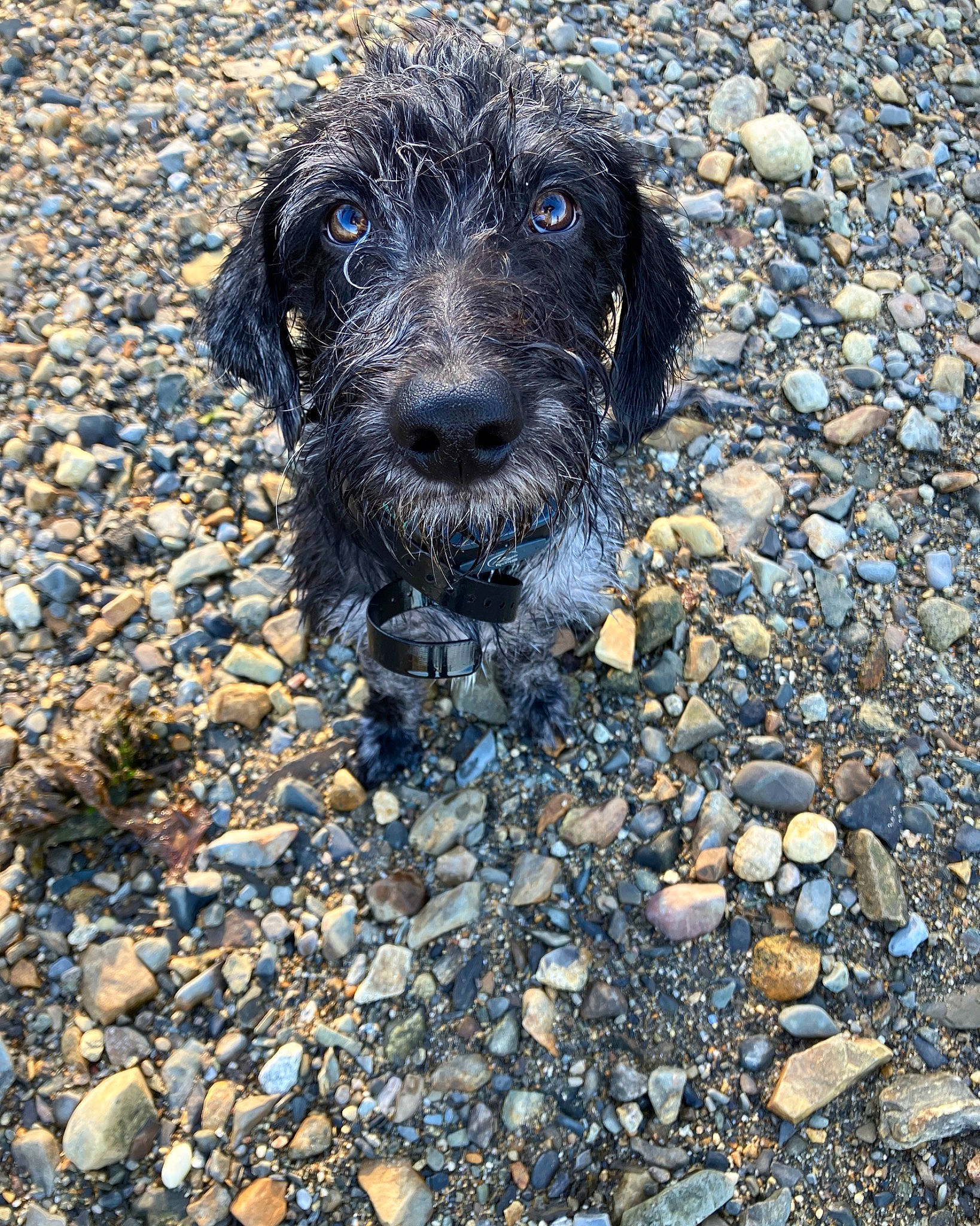 Bowie joined the competition — help win amazing prizes! canidae, carnivore, cobblestone, companion_dog, dog, dog_breed, electric_blue, pebble, plant, road_surface, rock, rubble, snout, soil, sporting_group, tar, terrestrial_animal, terrier, water, whiskers