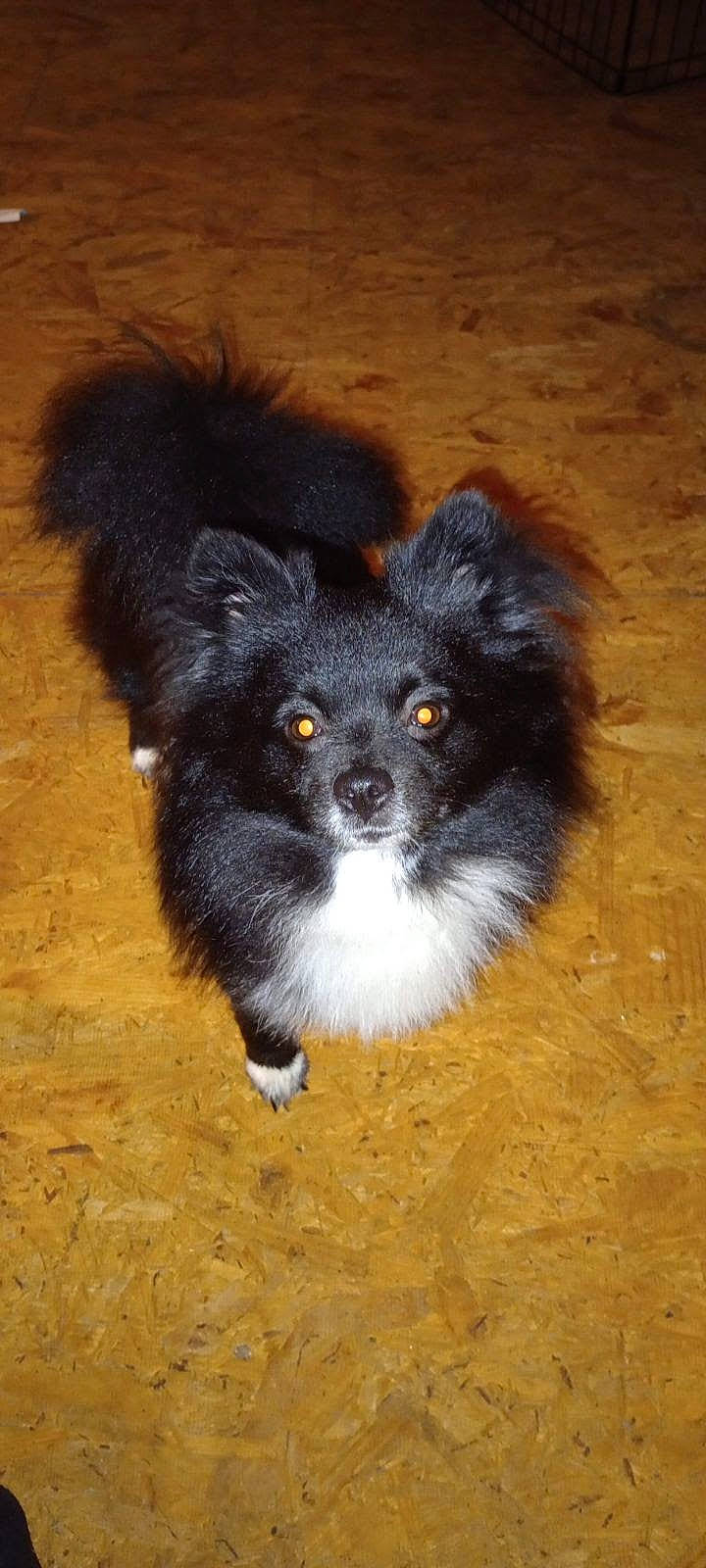 Onyx is registered to the contest to win money with this photo: canidae, carnivore, companion_dog, dog, dog_breed, flooring, fur, hardwood, non_sporting_group, sporting_group, tail, terrestrial_animal, toy_dog, wood, wood_stain, working_animal, working_dog