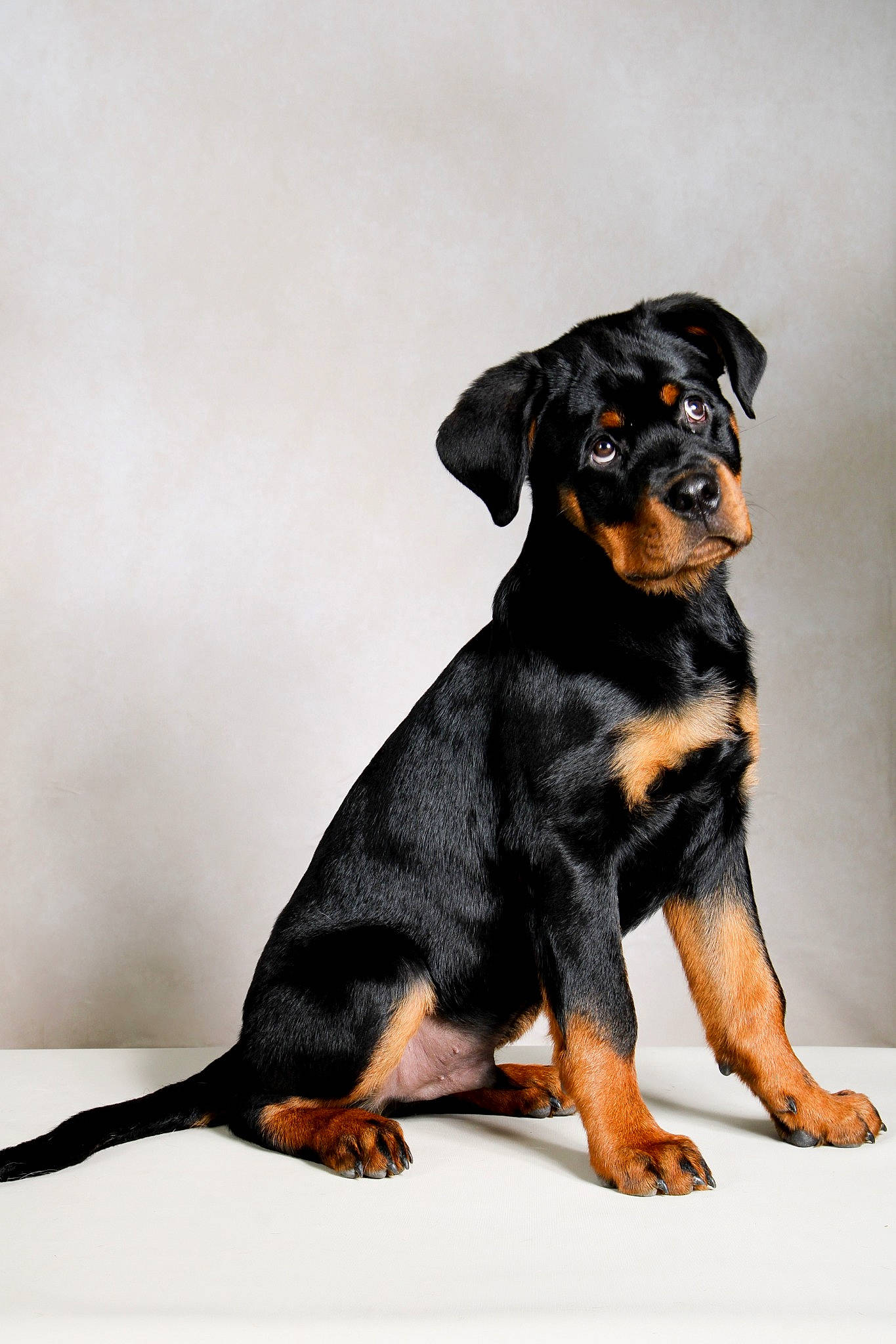 Thanos participe au concours pour gagner de l'argent avec cette photo : austrian_black_and_tan_hound, beaglier, canidae, carnivore, companion_dog, dog, dog_breed, fur, guard_dog, hunting_dog, paw, puppy, rottweiler, sharing, sleeveless_shirt, snout, sporting_group, terrestrial_animal, working_animal, working_dog