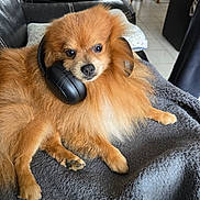 Venom a rejoint le concours — aidez-le/la à gagner de superbes lots ! dog, pomeranian, headphones, furry, pet, indoor, blanket, couch, living_room, cozy, brown, small_dog, cute, relaxed, animal, ears, fur, paw, resting, domestic_animal
