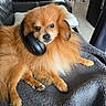dog, pomeranian, headphones, furry, pet, indoor, blanket, couch, living_room, cozy, brown, small_dog, cute, relaxed, animal, ears, fur, paw, resting, domestic_animal