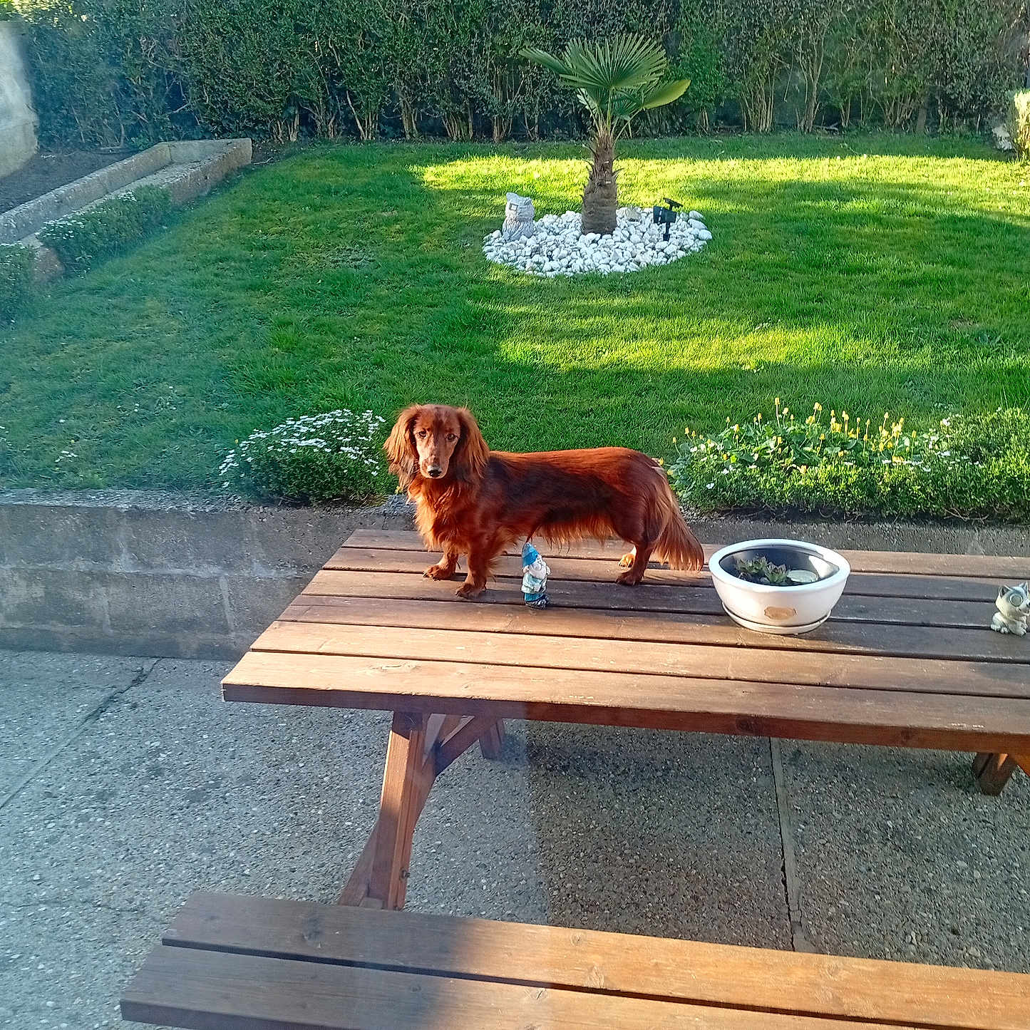 Vélia a rejoint le concours — aidez-le/la à gagner de superbes lots ! animal, backyard, brown_dog, concrete, daylight, dog, flower_bed, garden, gnome, grass, hedge, nature, outdoor, pet, picnic_table, potted_plant, shrub, small_tree, sunlight, wooden_table