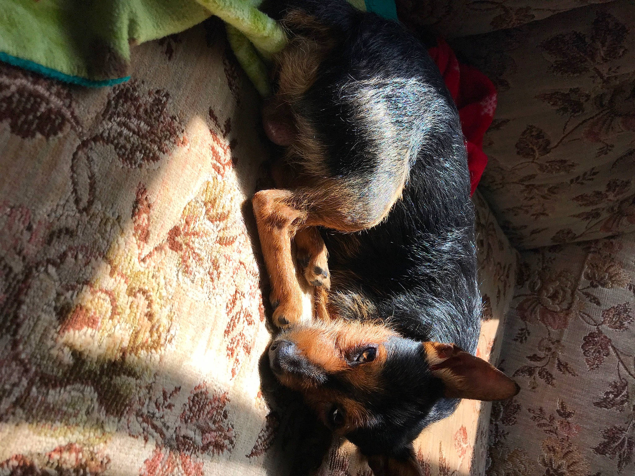 Maxwell is registered to the contest to win money with this photo: canidae, carnivore, claw, comfort, companion_dog, dog, dog_breed, dress, fawn, felidae, fur, linens, paw, snout, sporting_group, tail, textile, whiskers, wood, working_animal