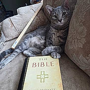 Rudy is registered to the contest to win money with this photo: animal, bible, book, cat, couch, cushions, ears, eyes, fur, furniture, gray_cat, home, indoor, lying_down, paw, pet, portrait, sitting, whiskers, wooden_stick