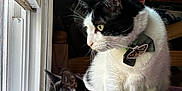 Fin joined the competition — help win amazing prizes! cat, black_cat, black_and_white_cat, collar, bow_tie, indoor, window, curious, pet, feline, animal, looking_out_window, natural_light, cozy, resting, close_up, fur, whiskers, domestic_cat, two_cats