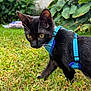 cat, black_cat, animal, pet, grass, outdoor, harness, yellow_eyes, curious, nature, greenery, walking, feline, young_cat, garden, closeup, daylight, plant, exploring, backyard