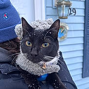 Fin is registered to the contest to win money with this photo: cat, black_cat, white_paws, snow, winter, coat, hat, person, blue_beanie, outdoor, house, lantern, number_29, close_up, fur, whiskers, eyes, cold_weather, pet, holding