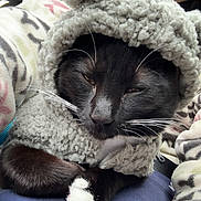 Fin is registered to the contest to win money with this photo: cat, black_cat, white_paws, pet_clothing, hoodie, bear_ears, fleece_jacket, person_partial, lap, cozy, indoor, closeup, cute, animal, whiskers, sleepy, soft_texture, warm, resting, snuggly