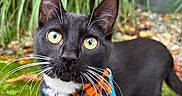 Fin joined the competition — help win amazing prizes! animal, black_and_white, blue_harness, cat, close_up, curious, cute, fall, feline, garden, grass, greenery, leaves, nature, orange_bow_tie, outdoor, pet, tuxedo_cat, whiskers, yellow_eyes