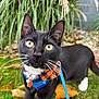 cat, tuxedo_cat, yellow_eyes, whiskers, blue_harness, orange_bow_tie, grass, leaves, outdoor, garden, pet, animal, curious, black_and_white, close_up, fall, nature, greenery, feline, cute
