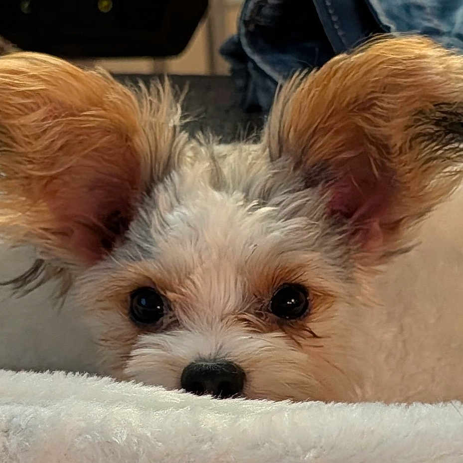 Molly
