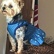 Starr joined the competition — help win amazing prizes! american_flag, anchor_pattern, animal, blanket, blue_dress, brown, clothing, companion, curious, cute, dog, fur, indoor, pet, polka_dot, portrait, small_dog, standing, wooden_door, yorkshire_terrier