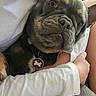 dog, french_bulldog, pet, animal, portrait, close_up, face, eyes, wrinkles, short_hair, gray_coat, tan_markings, collar, dog_tag, bone, cuddling, person, arms, white_shirt, indoors