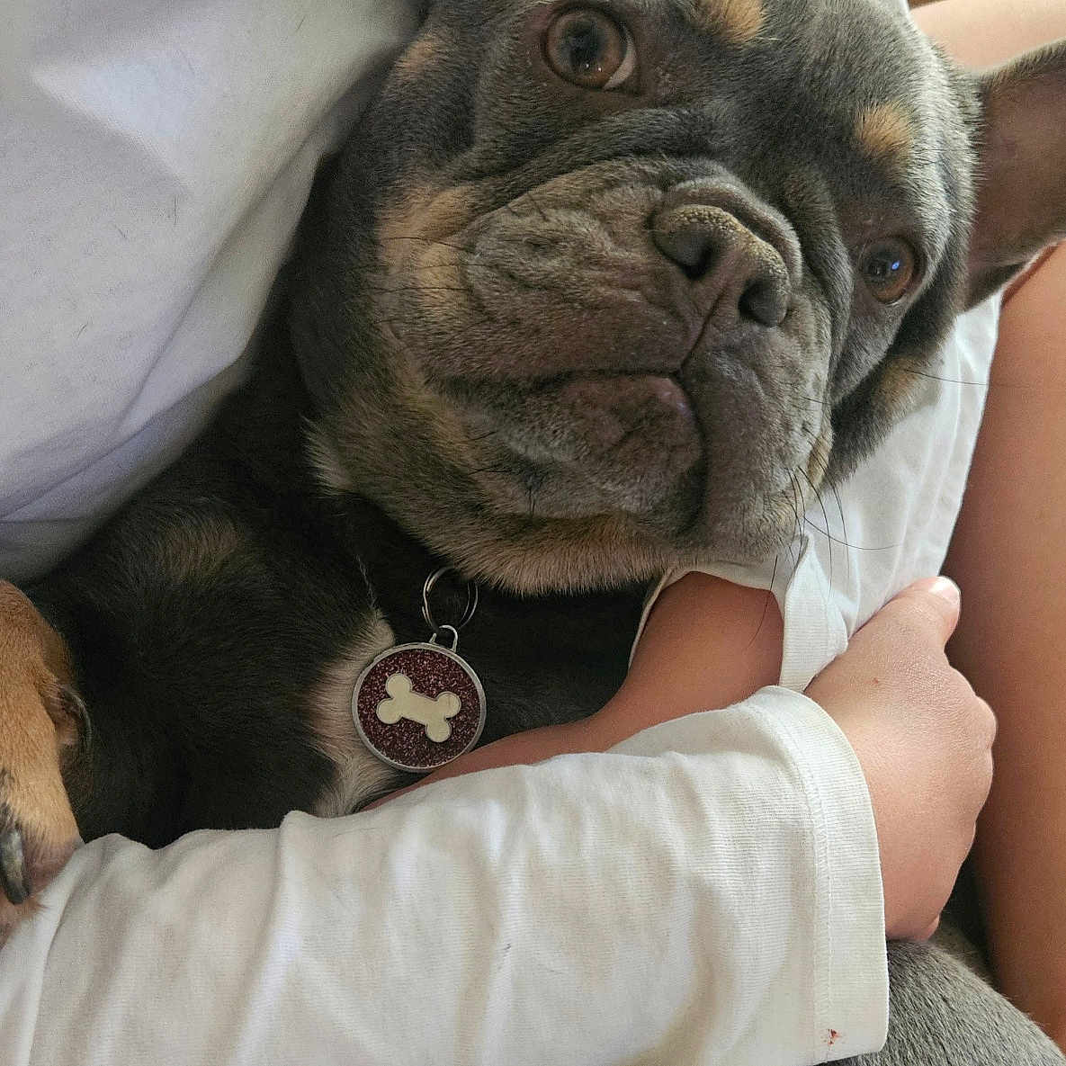 Thelma participe au concours pour gagner de l'argent avec cette photo : dog, french_bulldog, pet, animal, portrait, close_up, face, eyes, wrinkles, short_hair, gray_coat, tan_markings, collar, dog_tag, bone, cuddling, person, arms, white_shirt, indoors