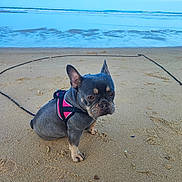 Thelma participe au concours pour gagner de l'argent avec cette photo : dog, french_bulldog, beach, sand, ocean, waves, seaside, outdoor, harness, leash, sitting, pet, short_hair, blue_gray_coat, pointed_ears, wrinkled_face, serious_expression, animal_portrait, shoreline, daylight