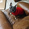 Thelma participe au concours pour gagner de l'argent avec cette photo : dog, french_bulldog, puppy, red_sweater, sweater, leather_couch, furniture, indoor, living_room, pet, canine, portrait, sitting, standing, ears, face, eyes, black_and_white_fur, home, cardboard_box