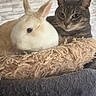 animal, bed, cat, companion, cozy, cute, ears, fur, furry, home, indoor, pet, rabbit, resting, snuggle, soft, stone_wall, tabby_cat, whiskers, white_rabbit