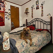 Lil Man joined the competition — help win amazing prizes! dog, bed, bedding, pillow, bedroom, wall_decor, poster, photograph, wooden_door, metal_bed_frame, carpet, blanket, animal, pet, indoor, furniture, home, relaxed, smiling, decor