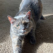 Michael is registered to the contest to win money with this photo: cat, gray_cat, stretching, carpet, indoor, sunlight, pet, feline, whiskers, ears, green_eyes, home, household_items, bucket, shadow, relaxed, mammal, animal, fur, cute