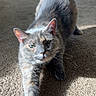 cat, gray_cat, stretching, carpet, indoor, sunlight, pet, feline, whiskers, ears, green_eyes, home, household_items, bucket, shadow, relaxed, mammal, animal, fur, cute