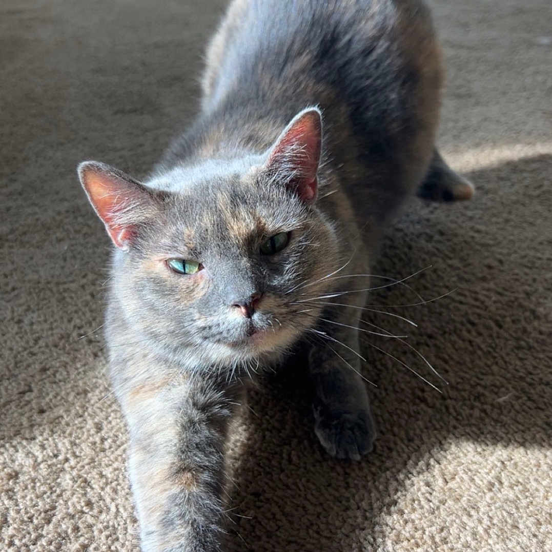 Michael is registered to the contest to win money with this photo: cat, gray_cat, stretching, carpet, indoor, sunlight, pet, feline, whiskers, ears, green_eyes, home, household_items, bucket, shadow, relaxed, mammal, animal, fur, cute