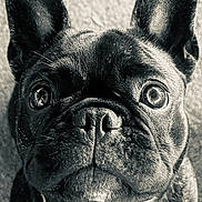 Kiara participe au concours pour gagner de l'argent avec cette photo : dog, french_bulldog, pet, black_and_white, close_up, animal, ears, eyes, fur, portrait, looking_up, collar, cute, domestic_animal, mammal, snout, whiskers, indoor, companion, expression