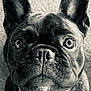dog, french_bulldog, pet, black_and_white, close_up, animal, ears, eyes, fur, portrait, looking_up, collar, cute, domestic_animal, mammal, snout, whiskers, indoor, companion, expression